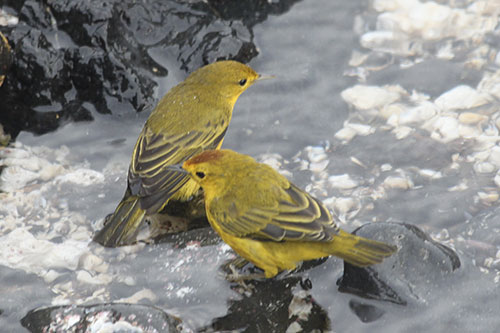Mangrove finches (endangered)