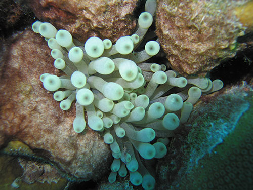 Sea anemone in Carriacou
