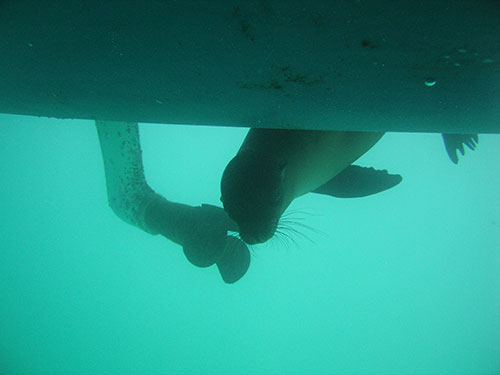 Swimming under the boat