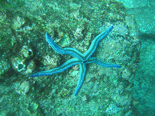 Blue sea star