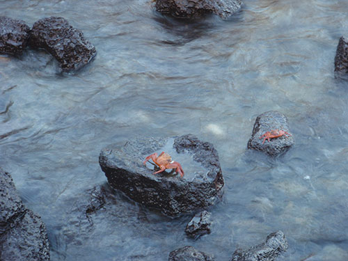 Sally lightfoot crabs at Puerto Ayora
