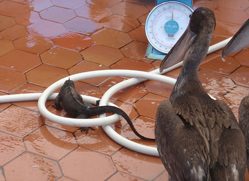 Fish market adversaries