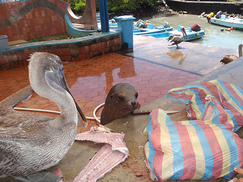 Survival of the fittest?