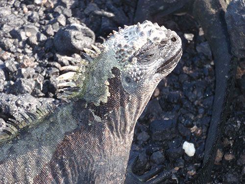 Marine iguana