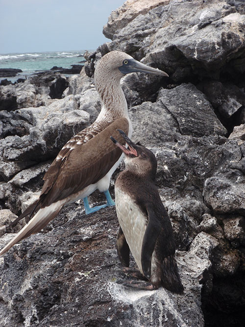 Blue-footed booby and penguin