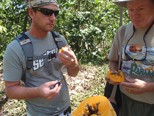 Wild papaya snack