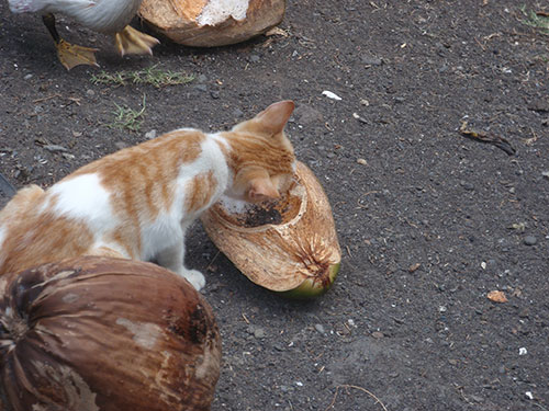 Kittens like coconut