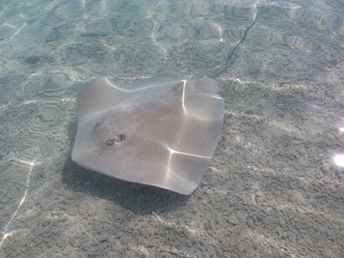 Ray eating leftover fish