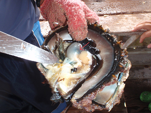 The arrow is pointing at a pearl inside the pocket The arrow is pointing at a pearl inside the pocket