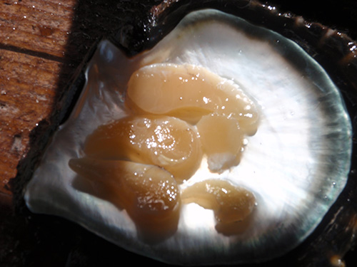 Oyster muscles with lemon juice Oyster muscles with lemon juice