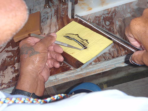 Preparing the meat for grafting into other oysters by removing all the black parts Preparing the meat for seeding into other oysters by removing all the black parts