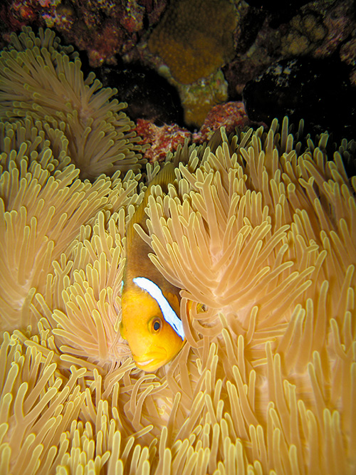 Clown in anemone