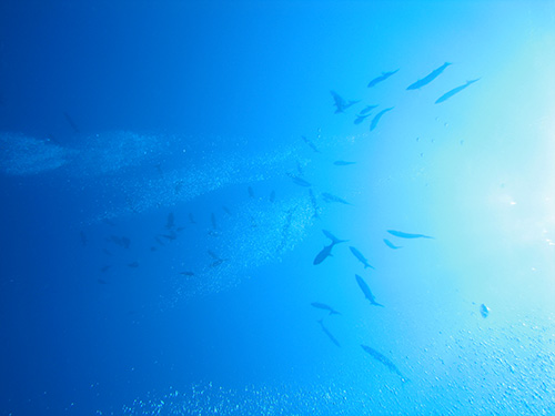 Looking up from 150'