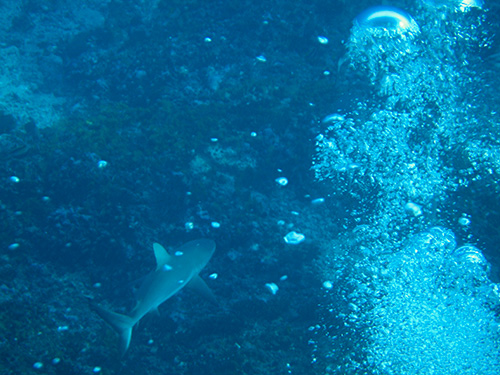 Grey reef shark