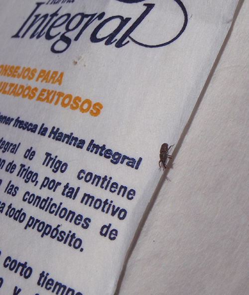 Weevil on our wheat flour