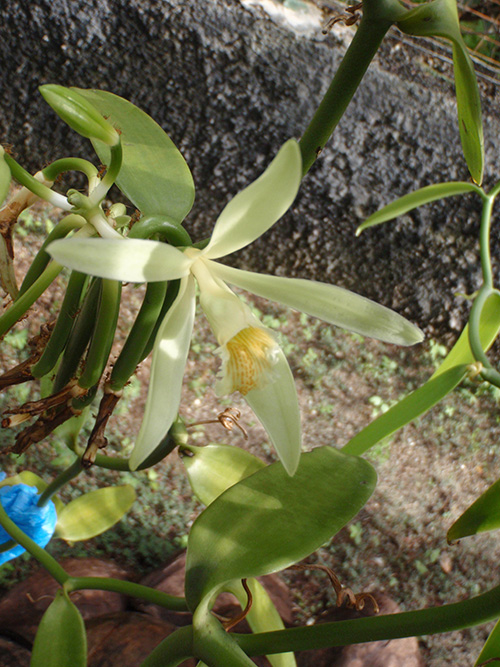 Vanilla orchid and fruits Vanilla orchid and fruits