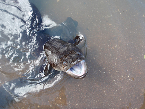 Sacred eels Sacred eels