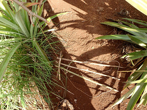 Rooster snare Rooster snare