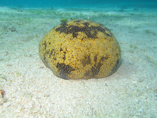 Sea urchin in Cook's Bay