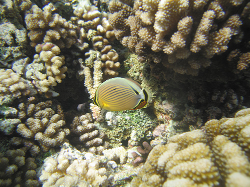 Ornate butterflyfish