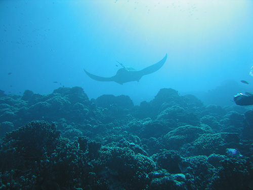 Pregnant manta ray swims above the reef. You can tell she's pregnant because of the bump on her back.
