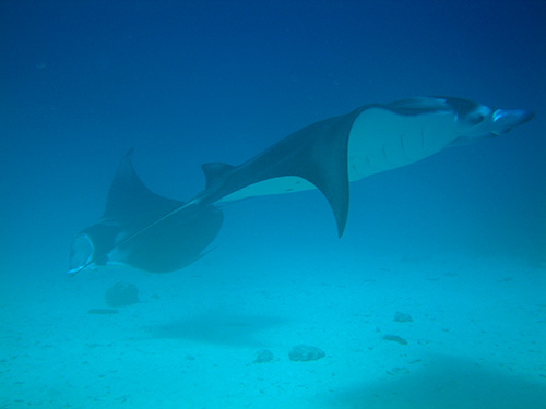 These mantas crossed right in front of us on the bottom.