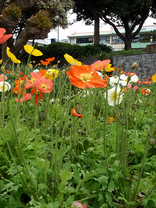 In Napier's Sunken Gardens
