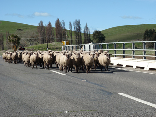 Sheep crossing!
