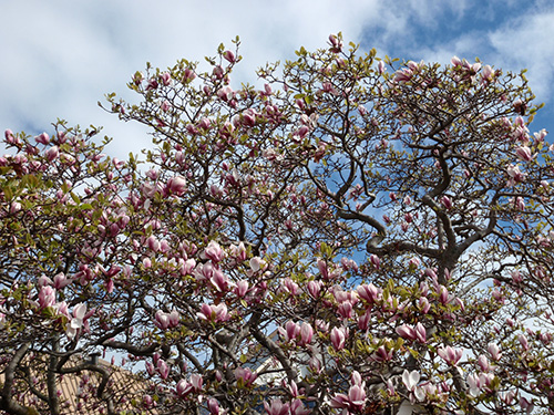 I call these tulip trees I call these tulip trees
