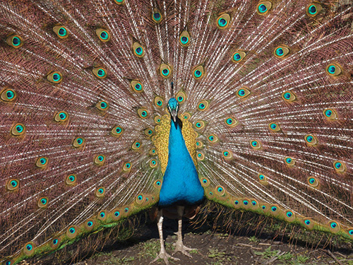 Peacock at Orchard View