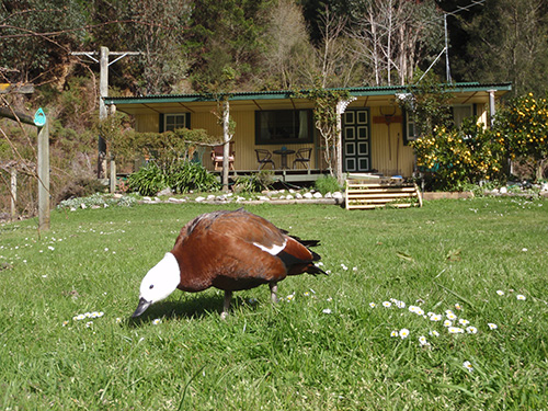 Perry the paradise duck