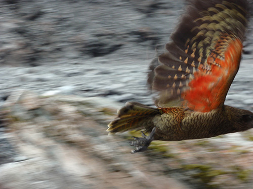 Kea in flight. Just missed his beak!