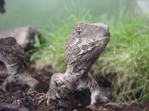 Baby tuatara