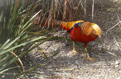 Golden-headed pheasant, Queen's Park