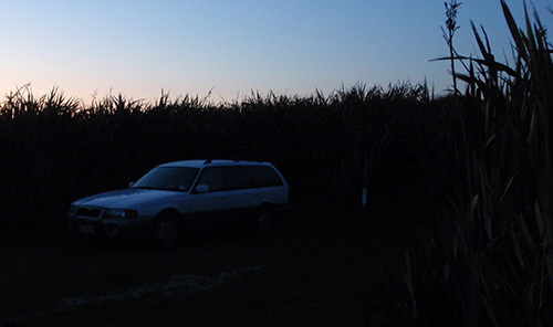 Myrtle nested in flax for the night