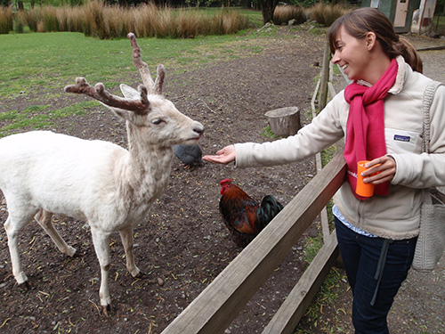 Lara feeds the fallow deer