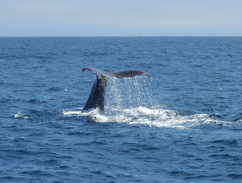 Sperm whale tail fluke