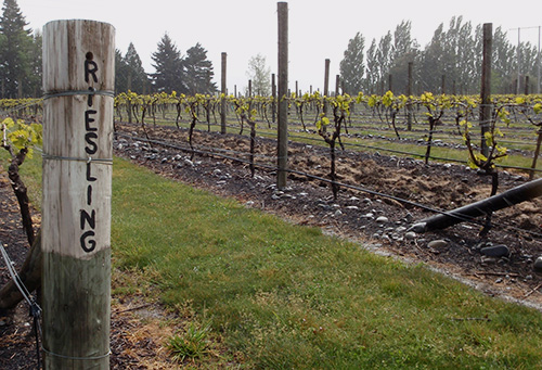 Riesling vines outside Renwick, Marlborough