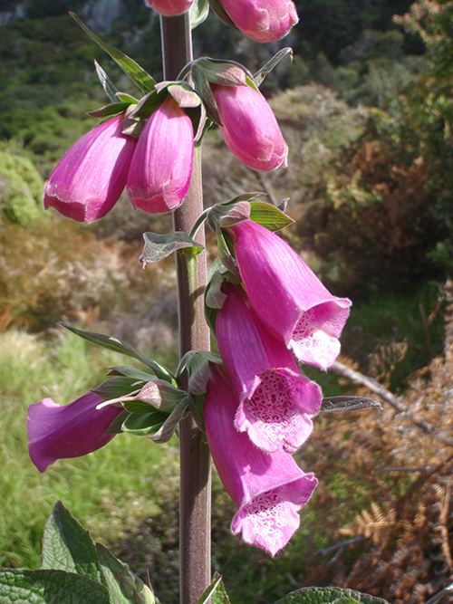 Flowers on the hike to Cathedral Cove