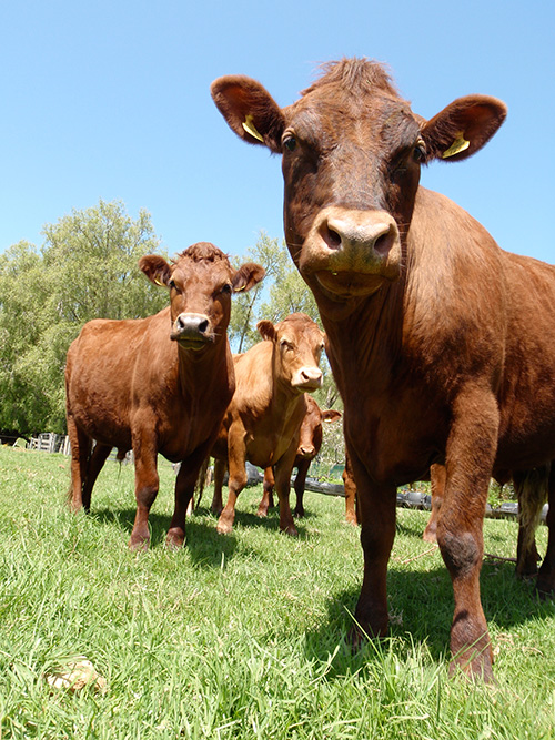 Coromandel Mussel Kitchen's gang of cattle