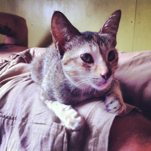 This is BiBi BiBi, Mabul backpackers kitten